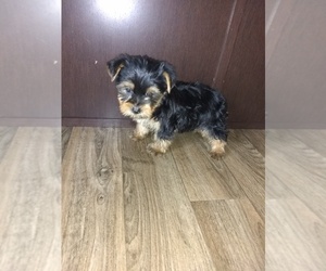 Yorkshire Terrier Litter for sale in LAPEER, MI, USA
