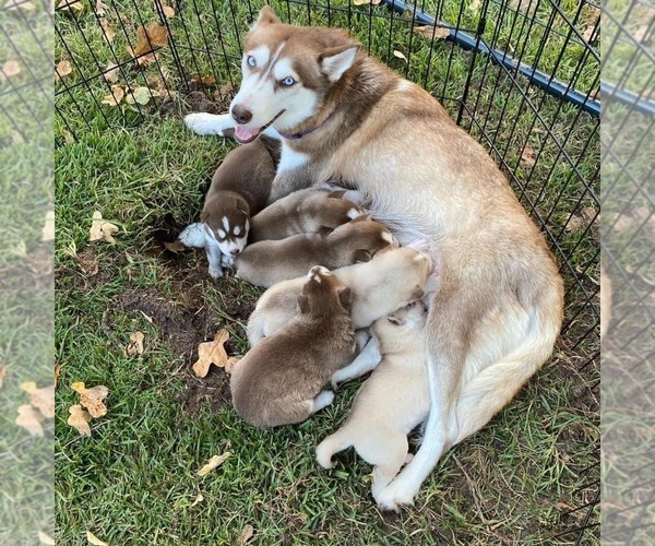 Medium Photo #1 Siberian Husky Puppy For Sale in GARDEN VALLEY, TX, USA