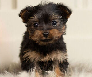 YorkiePoo Litter for sale in WARSAW, IN, USA