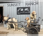 Small Photo #1 Golden Retriever Puppy For Sale in WESTCLIFFE, CO, USA