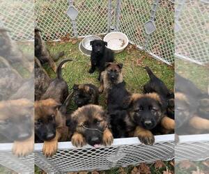 German Shepherd Dog Litter for sale in MITCHELL, IN, USA