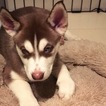 Small Photo #1 Siberian Husky Puppy For Sale in MIAMI, FL, USA