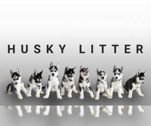 Siberian Husky Litter for sale in BLOOMINGTON, MN, USA