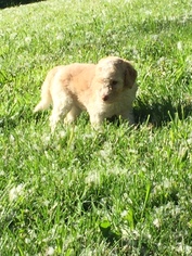 Goldendoodle Litter for sale in PULLMAN, WA, USA