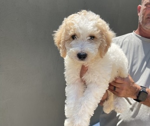 Goldendoodle Litter for sale in BRKN ARW, OK, USA
