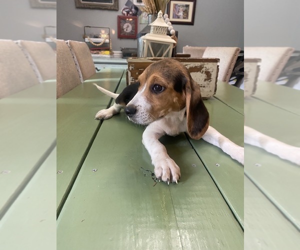 Medium Photo #1 Beagle Puppy For Sale in HAZEL GREEN, AL, USA