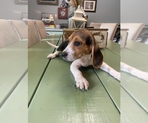 Beagle Litter for sale in HAZEL GREEN, AL, USA