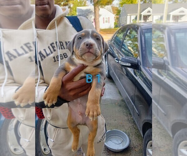 Medium Photo #1 American Pit Bull Terrier Puppy For Sale in PORTSMOUTH, VA, USA