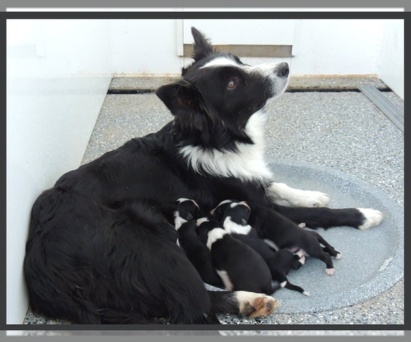 Medium Photo #1 Border Collie Puppy For Sale in CARLISLE, KY, USA