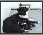 Small Photo #1 Border Collie Puppy For Sale in CARLISLE, KY, USA