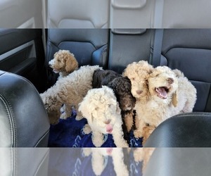 Poodle (Standard) Litter for sale in TWIN FALLS, ID, USA