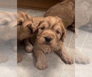 Goldendoodle Litter for sale in SAINT JOHNS, FL, USA