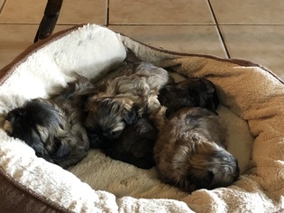Shih Tzu Litter for sale in BEEVILLE, TX, USA