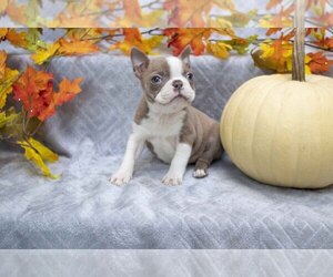 Boston Terrier Litter for sale in FREDERICKSBURG, OH, USA