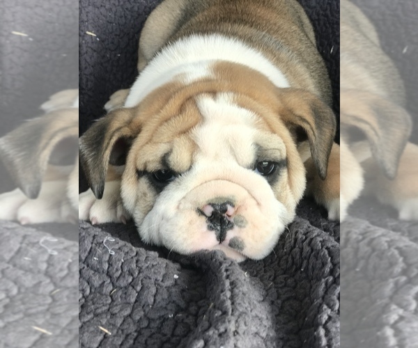 Full screen Photo #1 English Bulldog Puppy For Sale in BOWLING GREEN, KY, USA