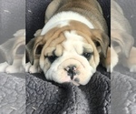 Small Photo #1 English Bulldog Puppy For Sale in BOWLING GREEN, KY, USA