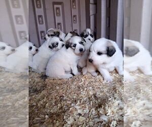 Great Pyrenees Litter for sale in ASHEBORO, NC, USA