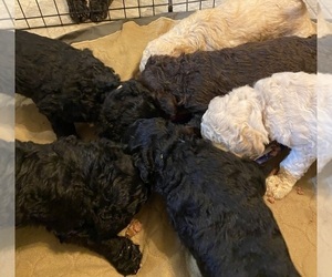 Goldendoodle Litter for sale in MAIDEN, NC, USA