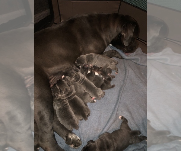 Medium Photo #1 Cane Corso Puppy For Sale in BARGAINTOWN, NJ, USA