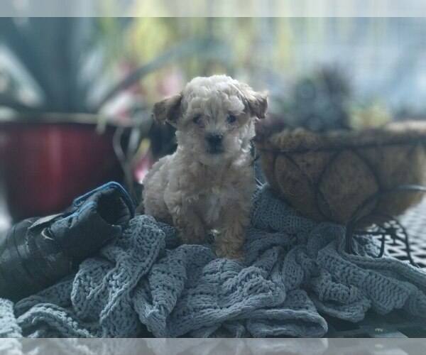 Medium Photo #1 Bichpoo Puppy For Sale in GREENWOOD, WI, USA