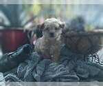 Small Photo #1 Bichpoo Puppy For Sale in GREENWOOD, WI, USA