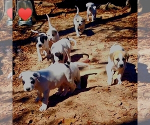 American Pit Bull Terrier-Great Pyrenees Mix Litter for sale in DENISON, TX, USA