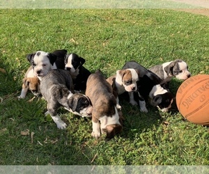 Olde English Bulldogge Litter for sale in OWINGS MILLS, MD, USA