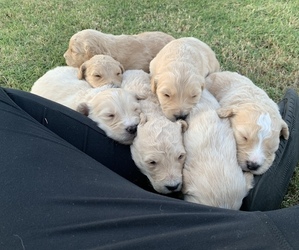 Doodle-Golden Retriever Mix Litter for sale in ANDERSON, SC, USA