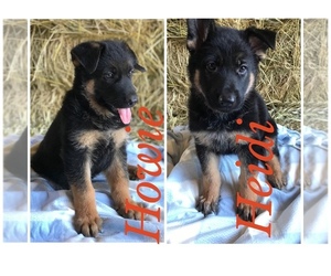 German Shepherd Dog Litter for sale in BOWLING GREEN, KY, USA