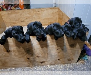 Great Dane Litter for sale in IRMO, SC, USA