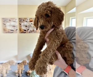 Goldendoodle Litter for sale in CLAY, NY, USA