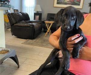 Labrador Retriever Litter for sale in RIVERVIEW, FL, USA