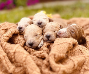 Goldendoodle (Miniature) Litter for sale in DENTON, NC, USA