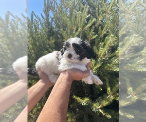 Shih Tzu Litter for sale in PARADISE VALLEY, AZ, USA