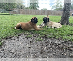 Mastiff Litter for sale in PEARLAND, TX, USA