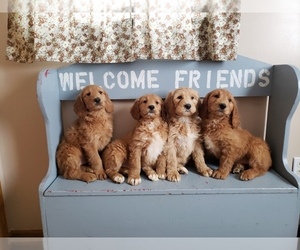 Goldendoodle Litter for sale in EDINA, MO, USA