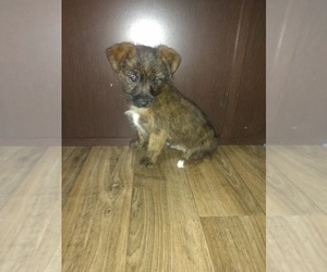 Yorkshire Terrier Litter for sale in LAPEER, MI, USA