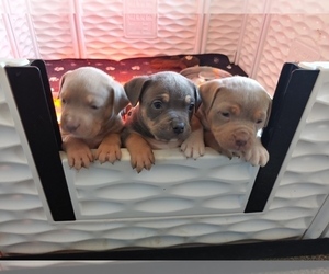 American Bully Litter for sale in PICKENS, SC, USA