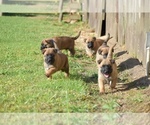 Small Photo #1 Belgian Malinois Puppy For Sale in OPELOUSAS, LA, USA