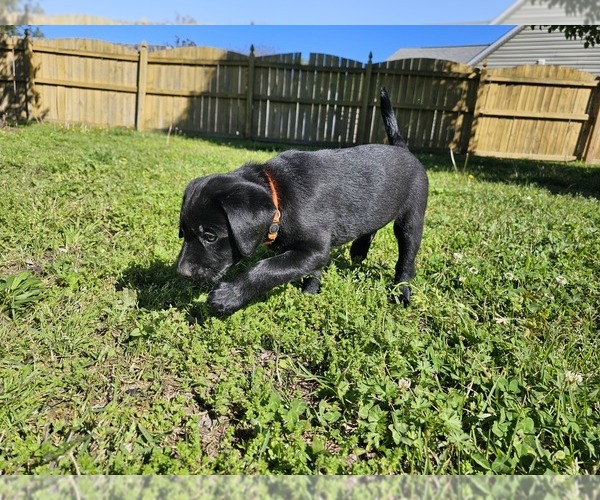 Medium Photo #1 Labrador Retriever Puppy For Sale in JACKSONVILLE, NC, USA