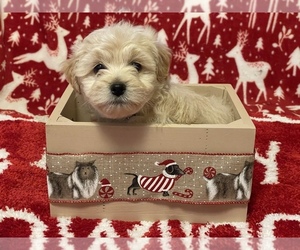 ShihPoo Litter for sale in CUMBERLAND, MD, USA