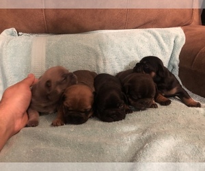 French Bulldog Litter for sale in WILLOWS, CA, USA