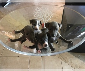Italian Greyhound Litter for sale in FORT LAUDERDALE, FL, USA