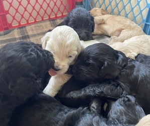 Goldendoodle Litter for sale in SAN ANTONIO, TX, USA