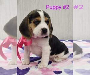 Beagle Litter for sale in COOS BAY, OR, USA