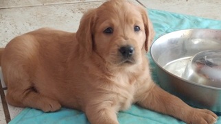 Labradoodle Litter for sale in FLAGLER BEACH, FL, USA