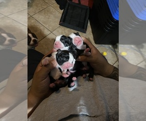 Boston Terrier Litter for sale in LAS VEGAS, NV, USA