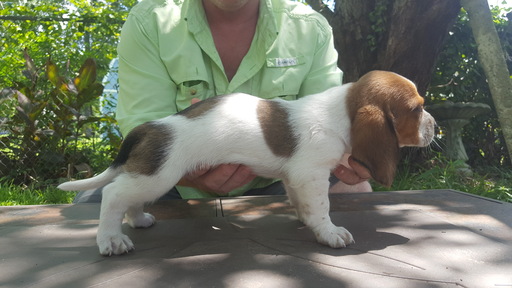 Medium Photo #1 Basset Hound Puppy For Sale in HAUGHTON, LA, USA