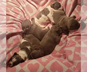French Bulldog Litter for sale in NORTH PORT, FL, USA