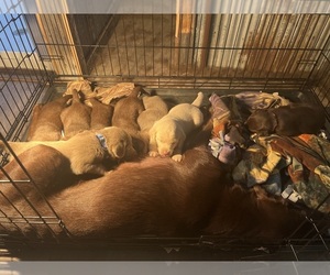 Labrador Retriever Litter for sale in STOCKPORT, IA, USA